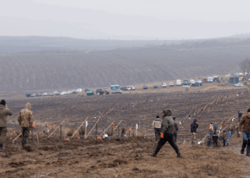 110 mii de puieți – plantați pe 27 de hectare în cadrul campaniei „Toamna 2025”