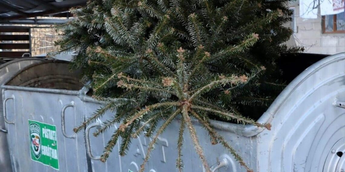 Brazii de Crăciun din Chișinău devin compost