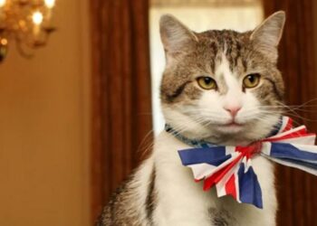 Un motan de 19 ani devine „veteran” în politica britanică