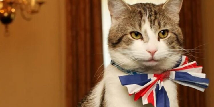 Un motan de 19 ani devine „veteran” în politica britanică