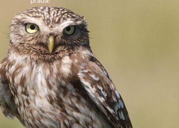 Ziua Mondială a Păsărilor! Curiozități despre speciile din Moldova