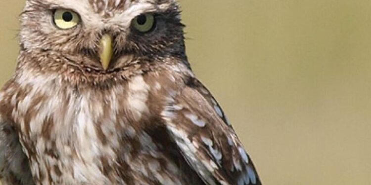 Ziua Mondială a Păsărilor! Curiozități despre speciile din Moldova