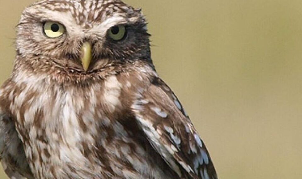 Ziua Mondială a Păsărilor! Curiozități despre speciile din Moldova