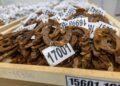 O colecție de 17 000 de potcoave, prezentată la Ialoveni pentru un nou record Guinness